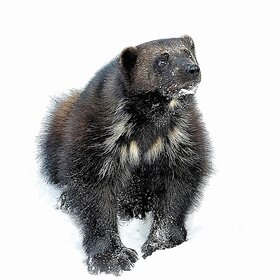 ����� ����� �����