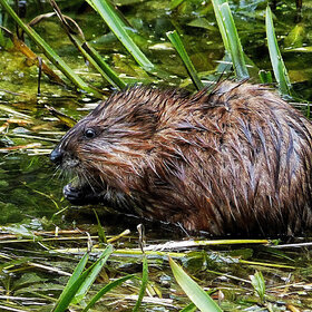 ��������� �������