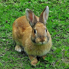 �� ����� ������� ���