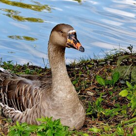 �� ������