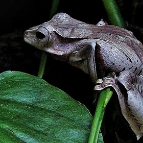 �� �������