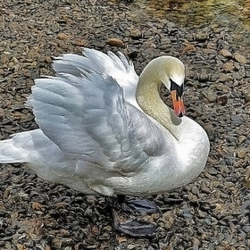 �� ������