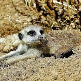 �� ��������