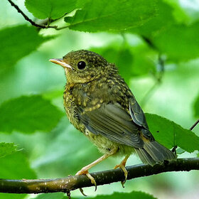 ������ ���������