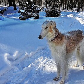 ������� ������