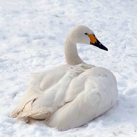 ����� �� �����