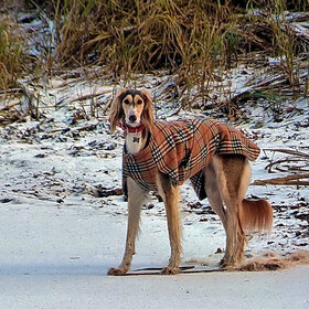 ��� ����� ���������� ����...