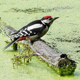 ������� ��� �� �������?