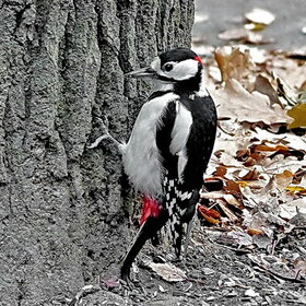 ���������