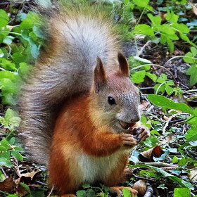 � �������