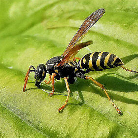 � ������ ������