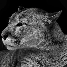 ��� �������