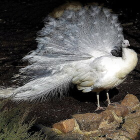 ������������� �����������