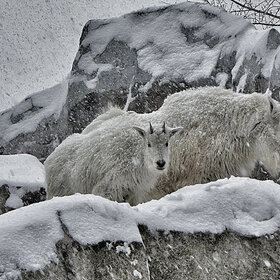 ���������� ������