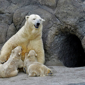 �������� �������