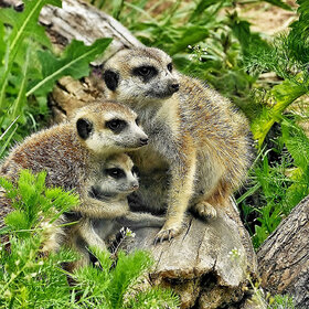 ������� �������