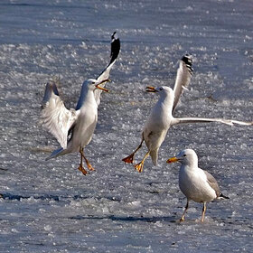 �� ������