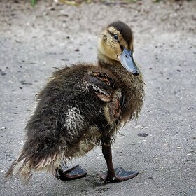 ����� ��������