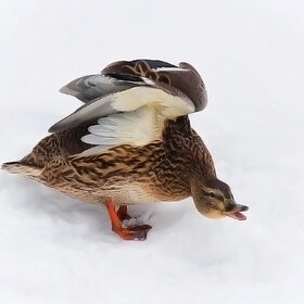 �,�� �����!