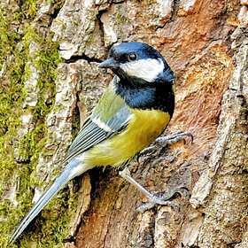 ��� ���?