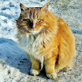 � ������ �����