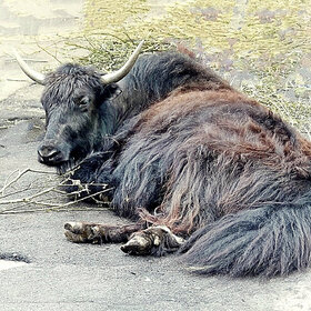 �� ����� ����������