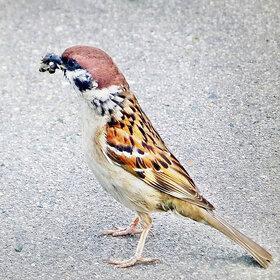 � �������