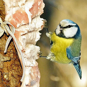 ���� ����� �� ������...