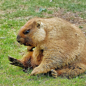 ���  �� ������