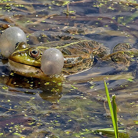 �������� �������